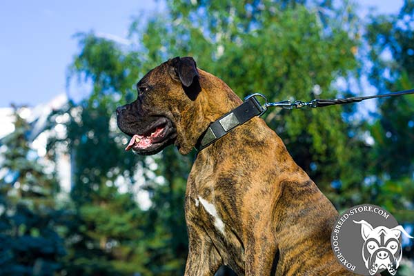 Boxer leather collar with rust-proof nickel plated hardware for daily activity