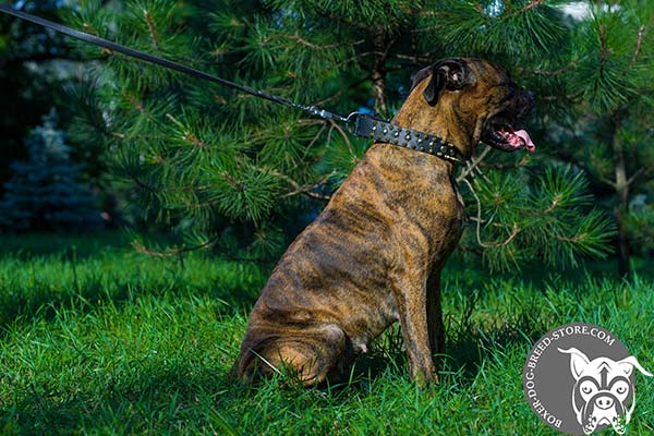 Boxer leather collar with strong nickel plated fittings for walking