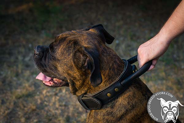 Boxer leather collar of high quality with handle for daily walks