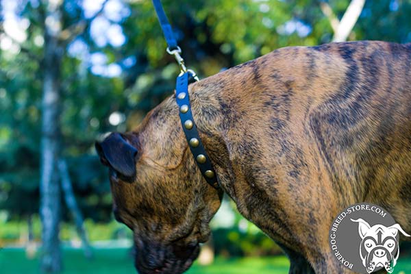 Boxer leather collar of genuine materials decorated with studs for stylish walks