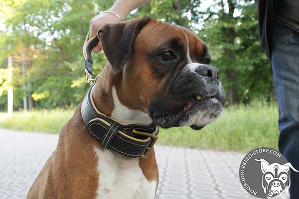 Boxer leather collar Nappa padded with d-ring for leash attachment for any activity