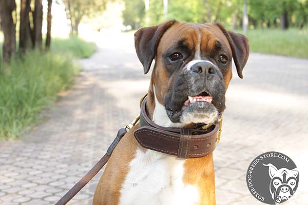 Boxer leather collar with reliable brass plated fittings for any activity