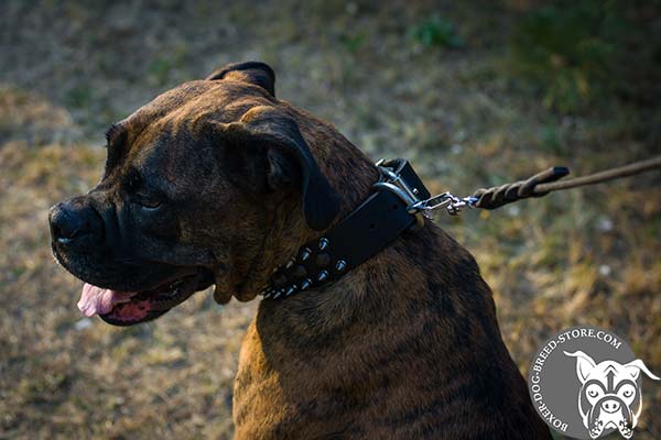 Boxer leather collar with corrosion resistant hardware for walking