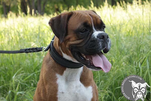 Boxer leather collar with strong fittings for walking