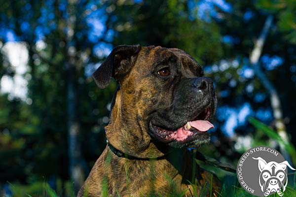 Boxer leather collar with rust-proof fittings for walking