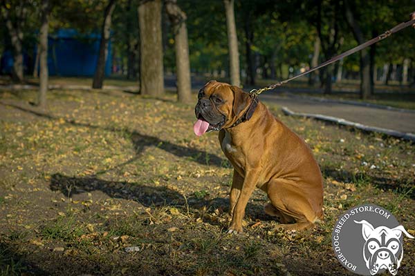 Boxer leather collar with vintage cones for daily walks