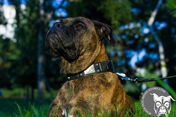 Boxer leather collar with strong nickel plated hardware for walking