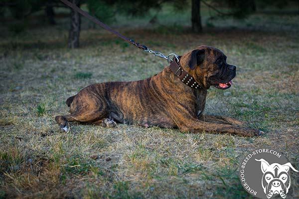 Boxer leather collar with reliable hardware for stylish walks