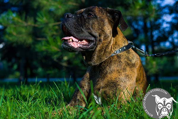 Boxer leather collar with corrosion resistant studs for daily activity