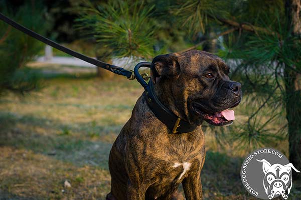 Boxer leather collar of classic design with riveted fittings   for any activity