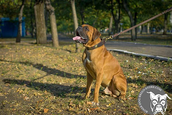 Boxer leather collar with vintage plates for daily walks