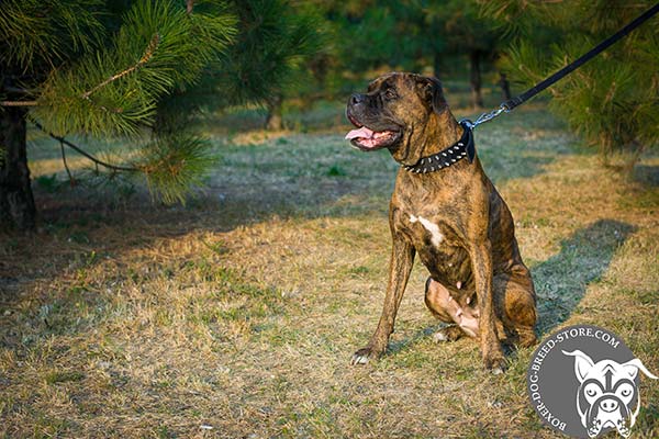 Boxer nylon collar with non-corrosive spikes for walking