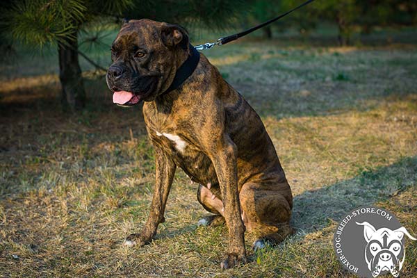 Boxer nylon collar of lightweight material with d-ring for leash attachment for walking