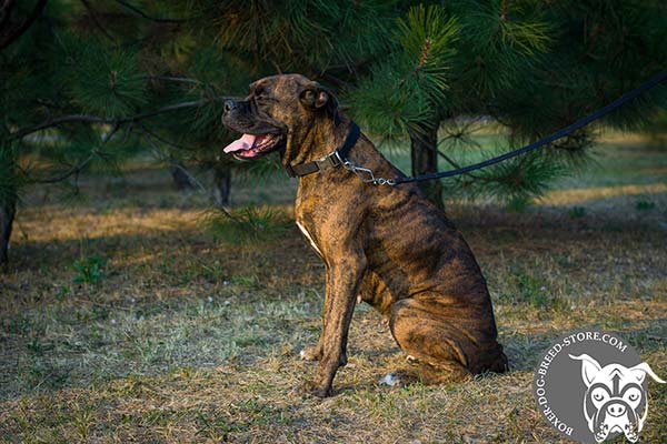 Boxer nylon collar wide with nickel plated hardware for walking