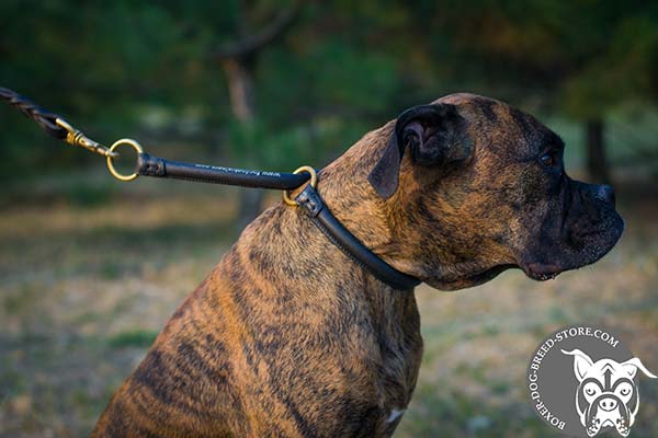 Boxer round choke collar with strong hardware for daily walks