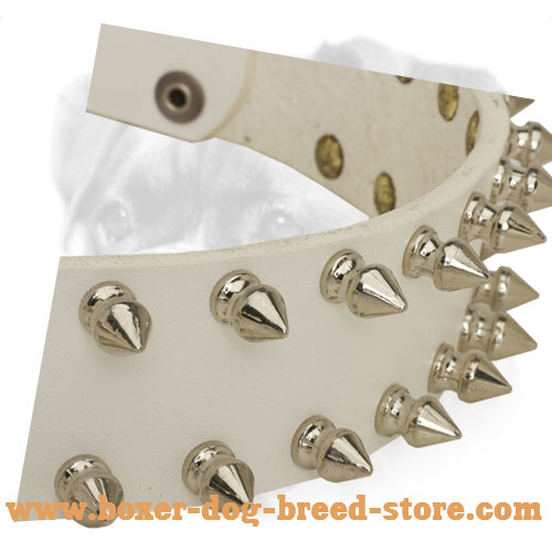 Incredible leather Boxer collar with old nickel  spikes