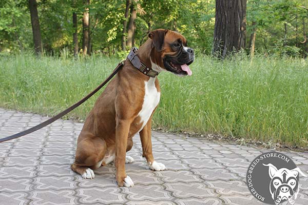 Brown leather Boxer collar