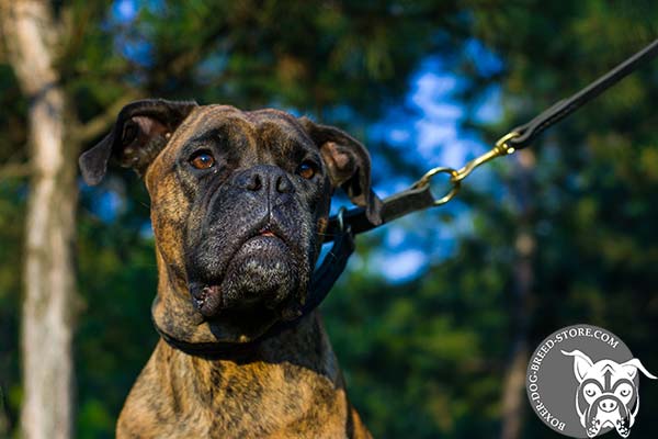 Genuine leather Boxer choke collar