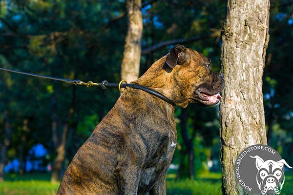 Durable leather Boxer choke collar