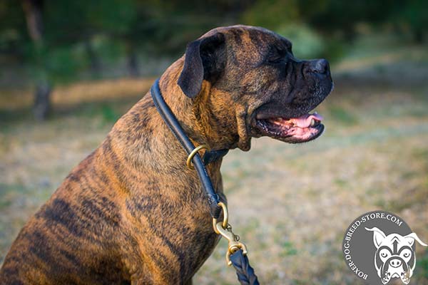 Rolled leather Boxer choke collar