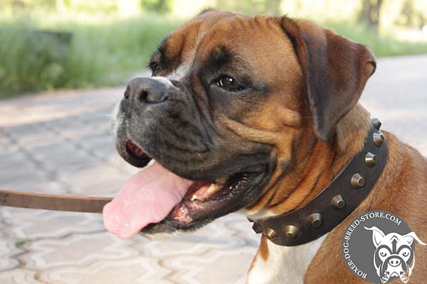 Designer Boxer collar with brass pyramids