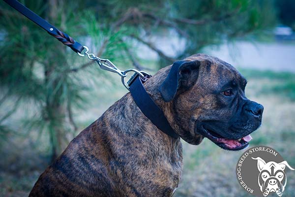 Classic leather Boxer collar