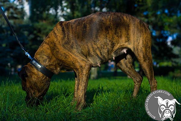 Extremely comfortable Boxer collar