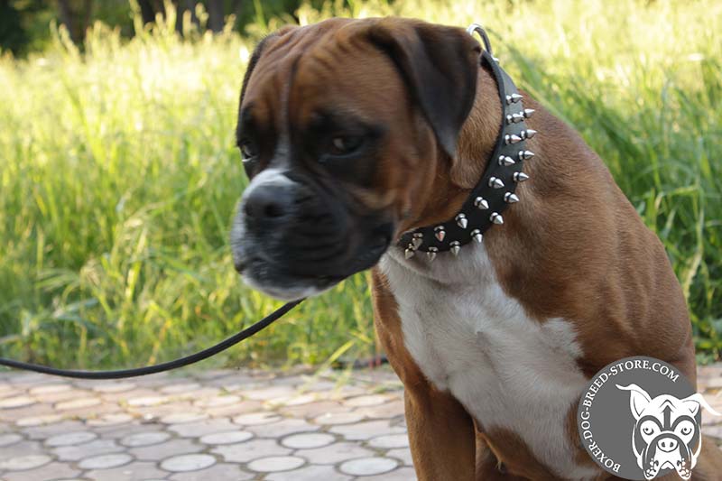 Fabulous Boxer Leather Spiked 【Collar】 for Daily Walks and