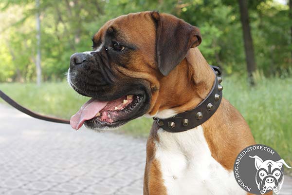 Elegantly designed leather Boxer collar