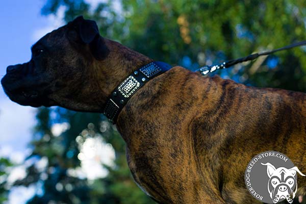 Leather Boxer collar for daily use