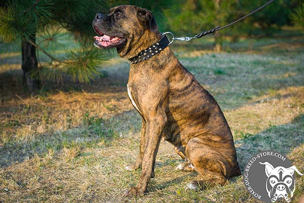 First rate leather Boxer collar for walking