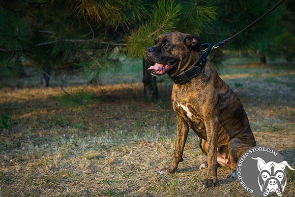 Leather Boxer collar with be-in-control handle