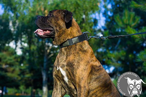 Superior Boxer collar with massive plates