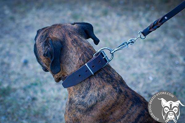 Classic Boxer collar with nickel plated hardware