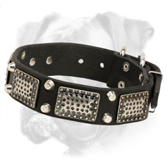 Luxury decorated leather Boxer collar with old style nickel plates and studs