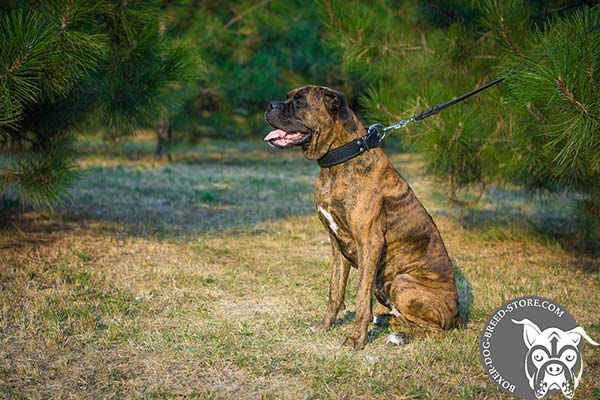 Soft padded Boxer collar