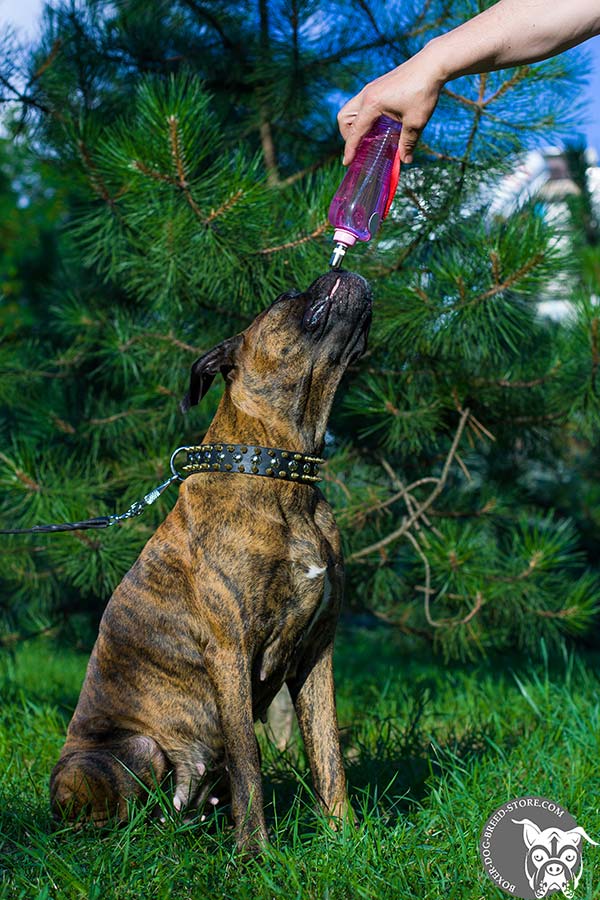 Adorned leather Boxer collar of royal quality