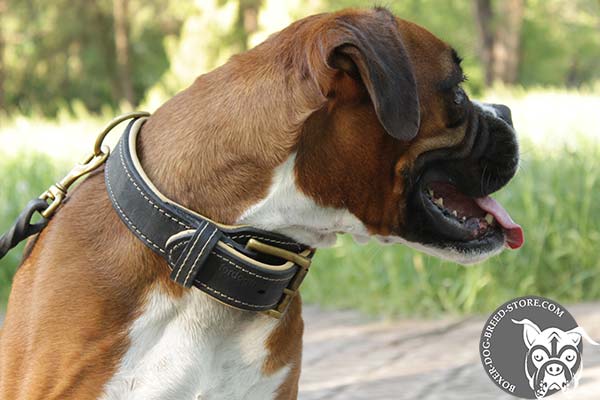 Stitched padded leather Boxer collar
