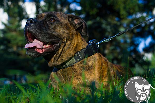 Useful Boxer collar for walking