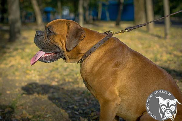 Everyday walking Boxer collar