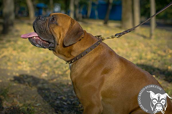 Spiked narrow Boxer collar