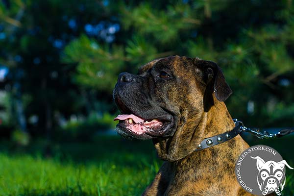 Narrow leather Boxer collar with studs