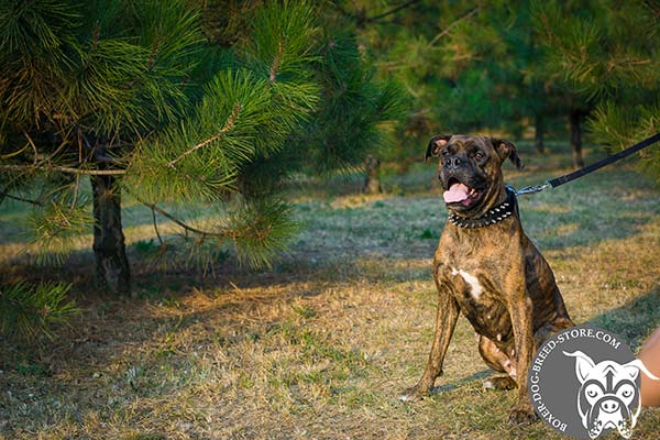 Stylishly decorated nylon Boxer collar