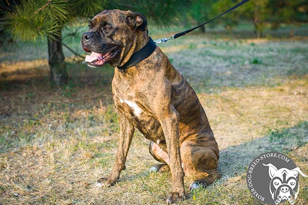 Practical nylon collar for Boxer