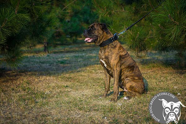 Soft padded leather Boxer collar