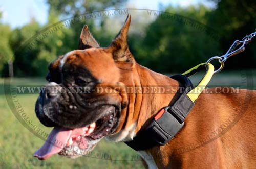 Nylon collar for better control of your Boxer