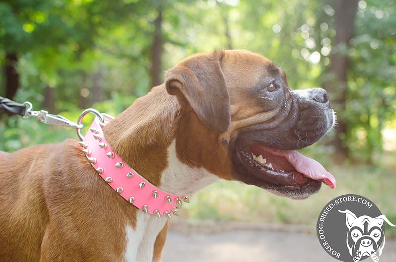 boxer puppy collar