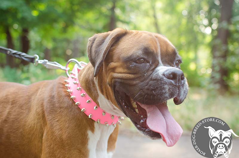 Top Quality Pink Boxer 【Collar】 with 2 Rows of Spikes Boxer Breed