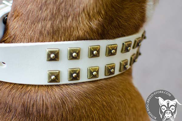 White Boxer collar with brass decorations