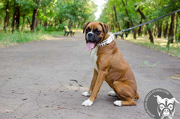 Elegant white leather Boxer collar